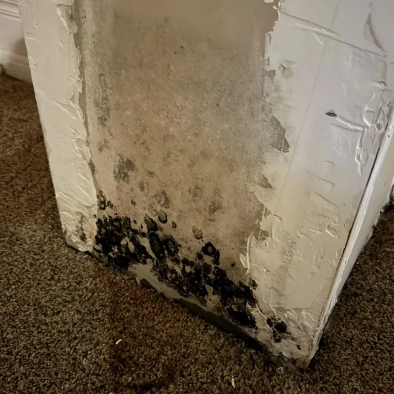 Professional Mold Removal in Ridgeville, SC
